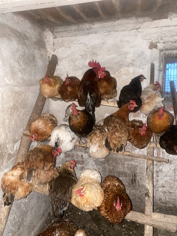 Rural evening documented in Ukrainian village: chickens, sunset, artifacts
