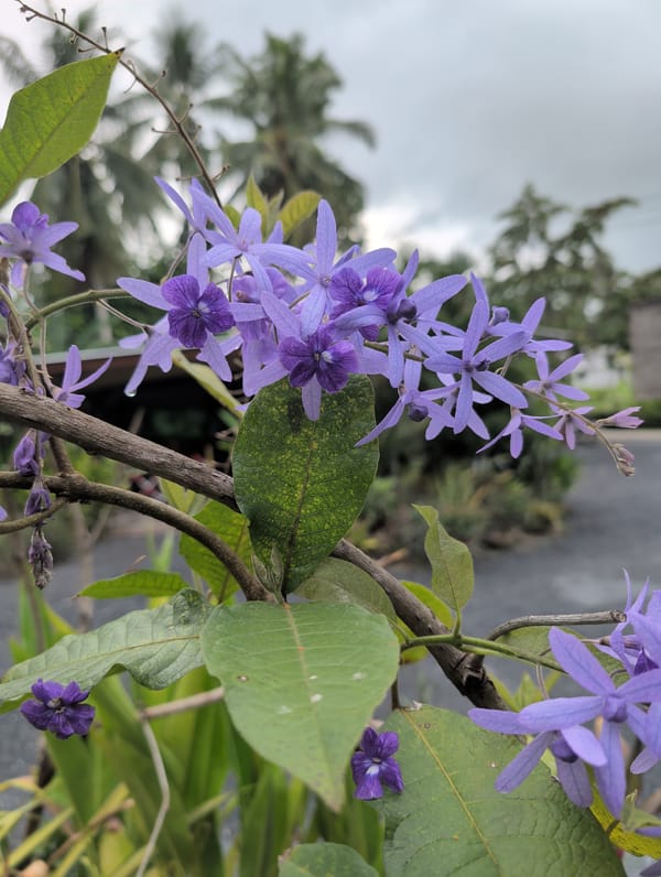 Garden flowers and potted plants observed in Thailand