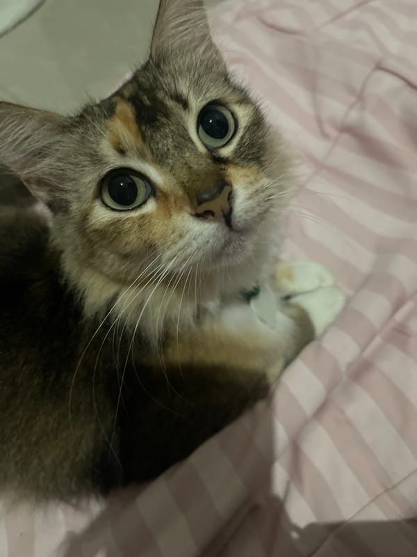 Calico cats lounging and playing indoors