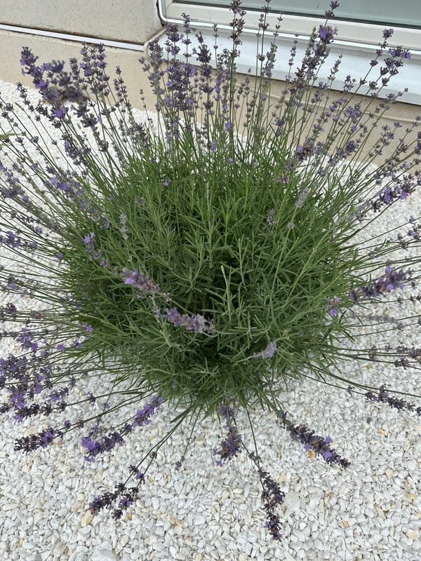 Garden in full bloom, Rostov-on-Don