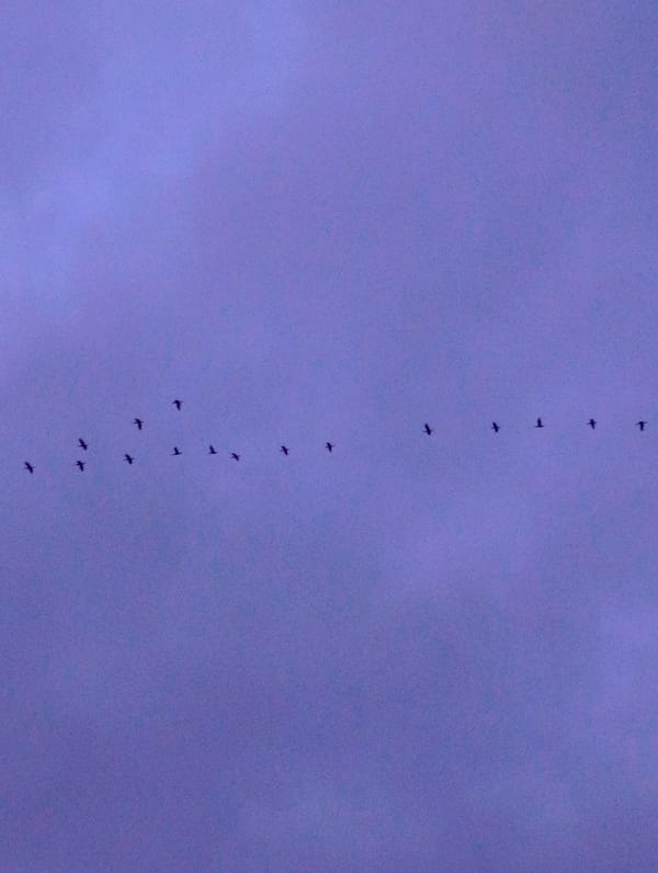 Birds fly in formation over Kardzhali streets at dawn