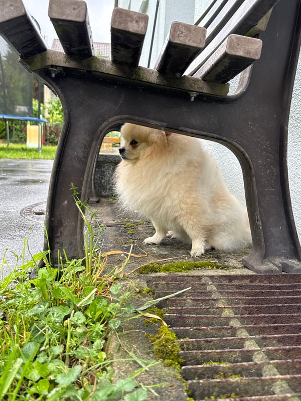Pomeranian dog spotted around Bietigheim-Bissingen parks and indoors