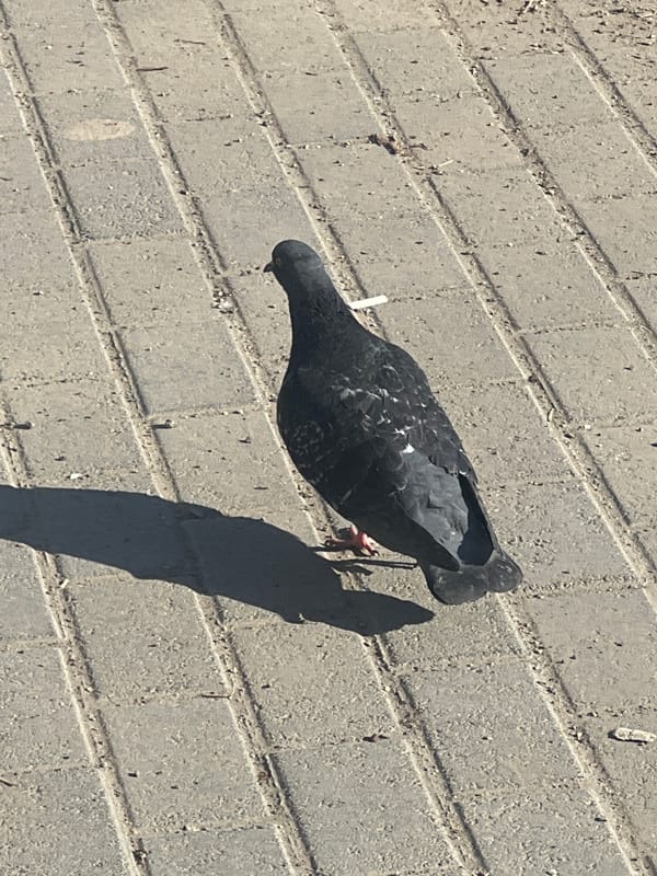 Everyday moments captured across Chaikovsky during midday hour