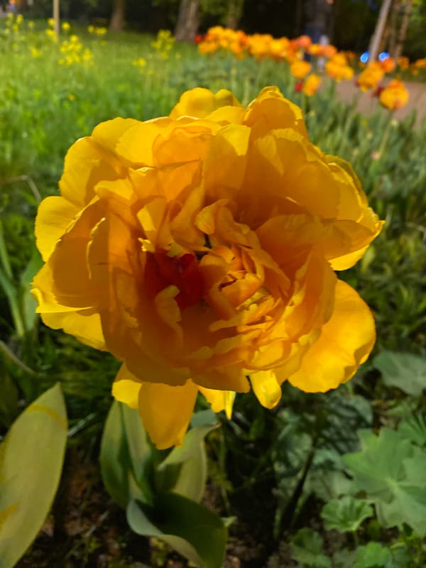 Spring flowers bloom in Moscow gardens, documented in detail