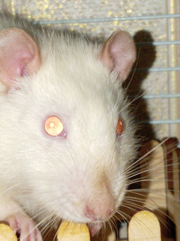 Cats, a pet rat, and macro details from a Pavlodar evening