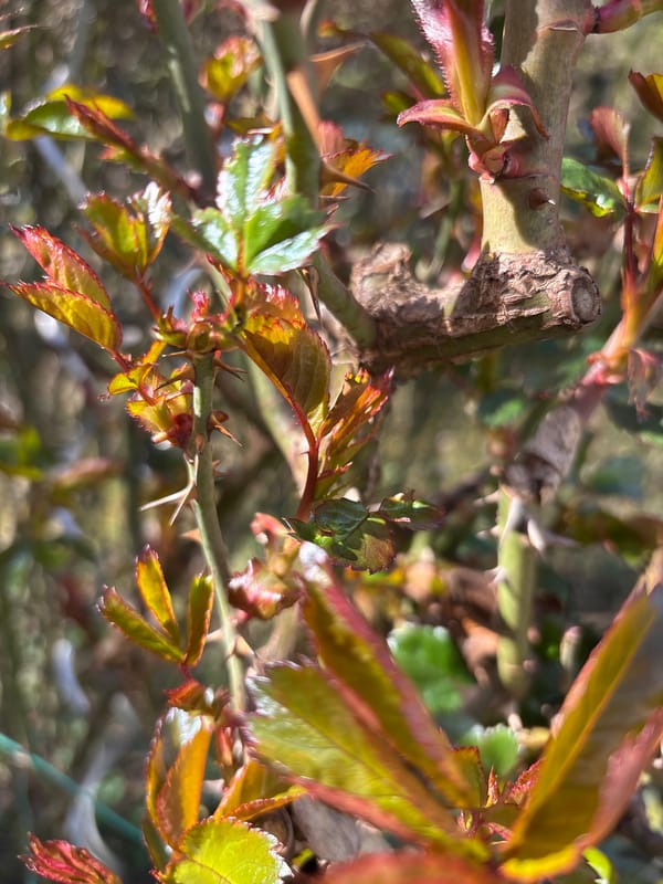 Spring garden blooms documented in Klagenfurt, Austria