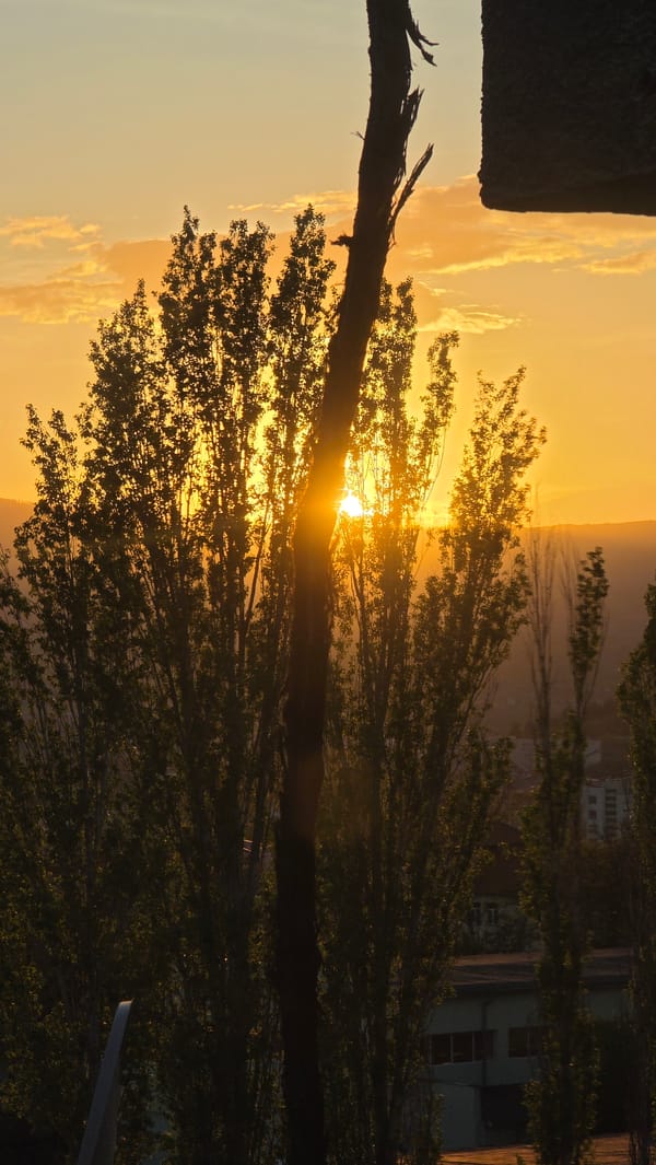 Sunset observed through trees in Blagoevgrad, Bulgaria
