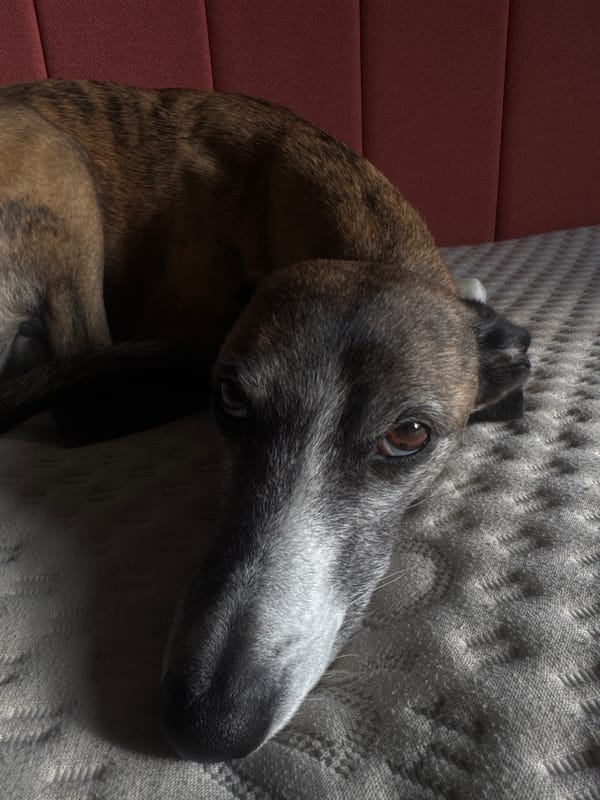 Greyhound photographed resting in South Kesteven morning scene