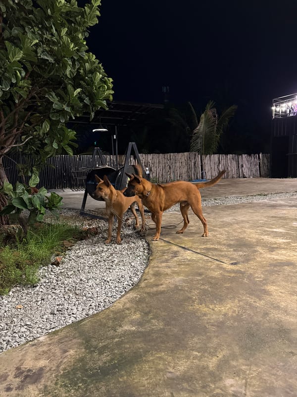 Dogs and cats going about their day in Wichit