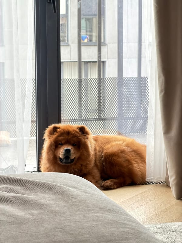 Chow Chow resting by a window on a wooden floor