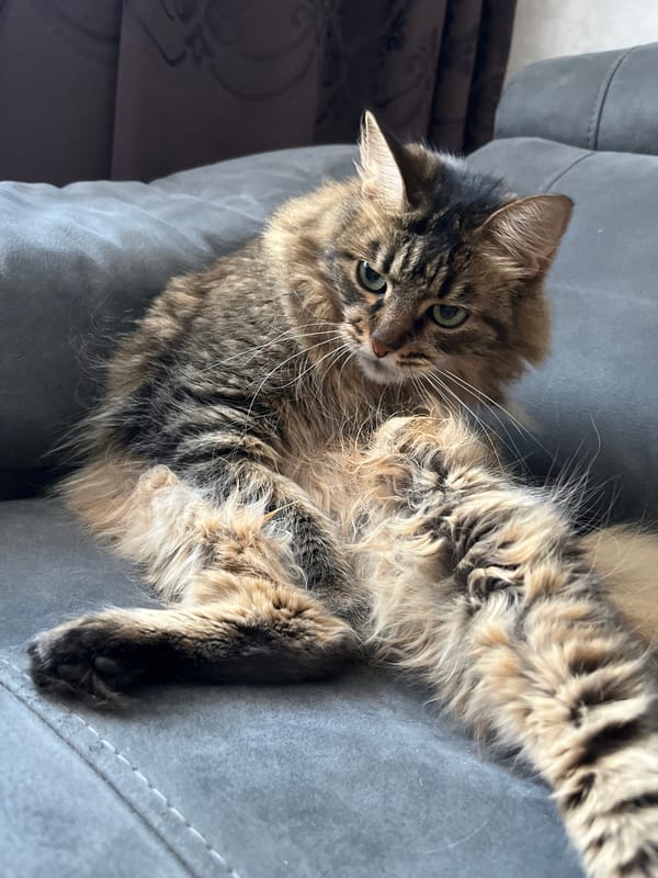 Tabby cat lounges, grooms, and naps on a gray couch
