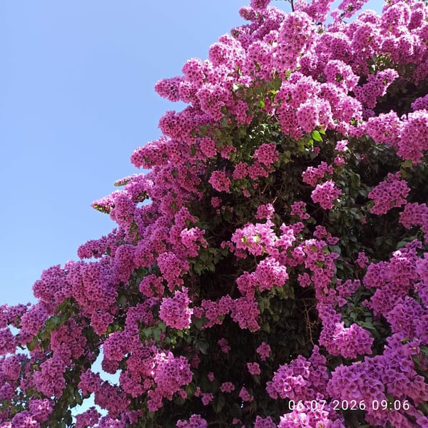 Morning in Ruvo di Puglia: streets, squares, and blooming bougainvillea