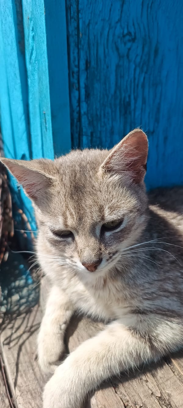 Cats and kittens observed in various outdoor activities