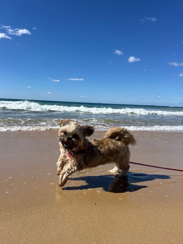 Late-night dog walk captured on Bulli beach