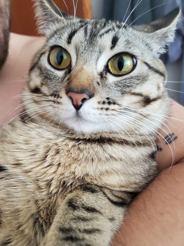 Tabby cat portrait captured in Curitiba, Brazil