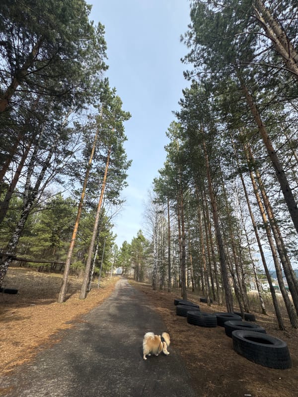 Pomeranian dog spotted on tree-lined road in Yuryuzan', Russia