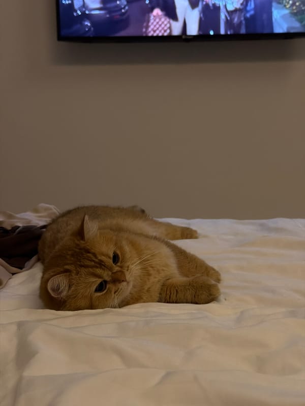 Orange cat lounges on bed with electronics in Đà Nẵng