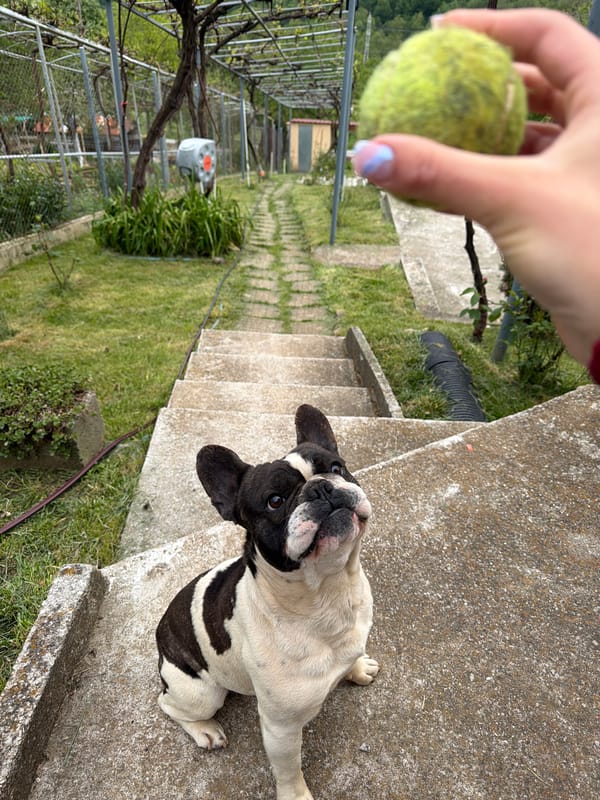 French Bulldog plays fetch with owner in Bulgarian backyard