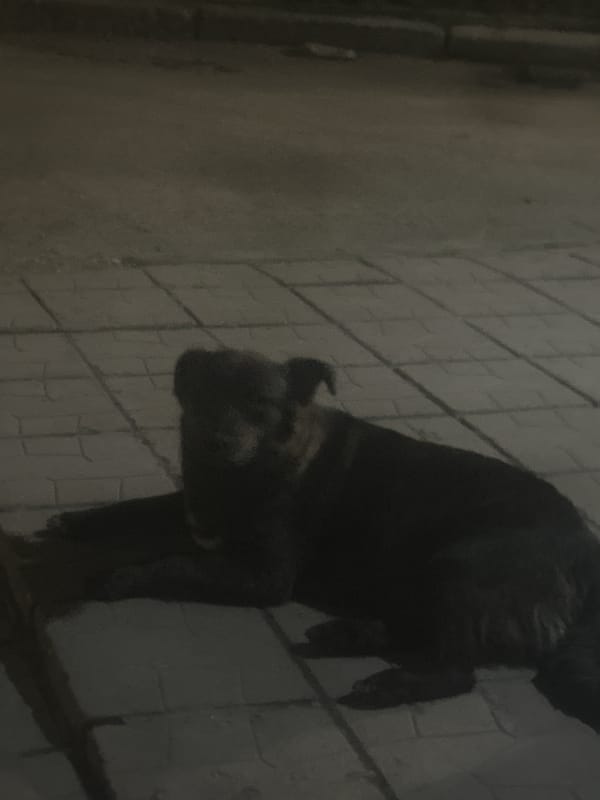 Nighttime social gathering with dog documented in Lom, Bulgaria