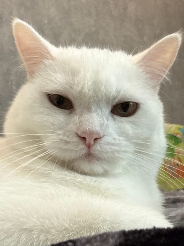 White cat, multiple close-up angles, distinctly unimpressed
