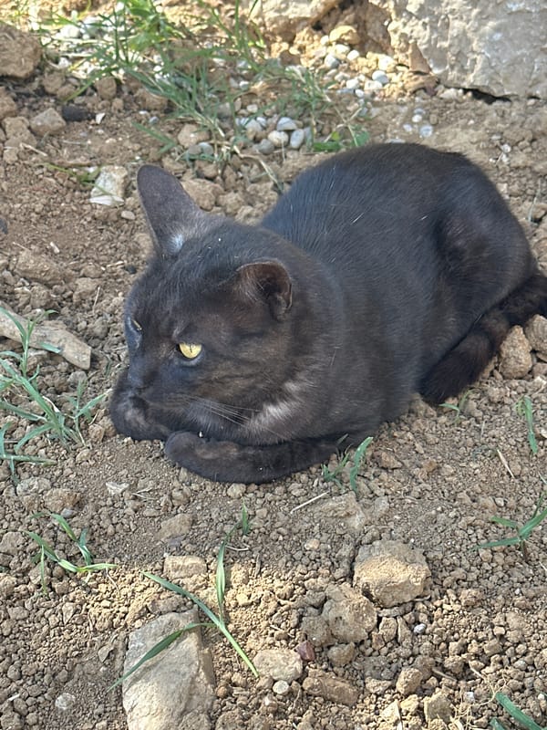 Kittens play on blankets near Montenegro coast