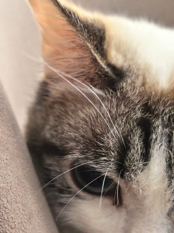 Domestic moments captured: cats, close-up eyes, Russian coins documented