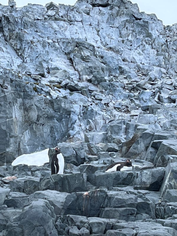 Antarctic seals and penguins observed on rocky coastline