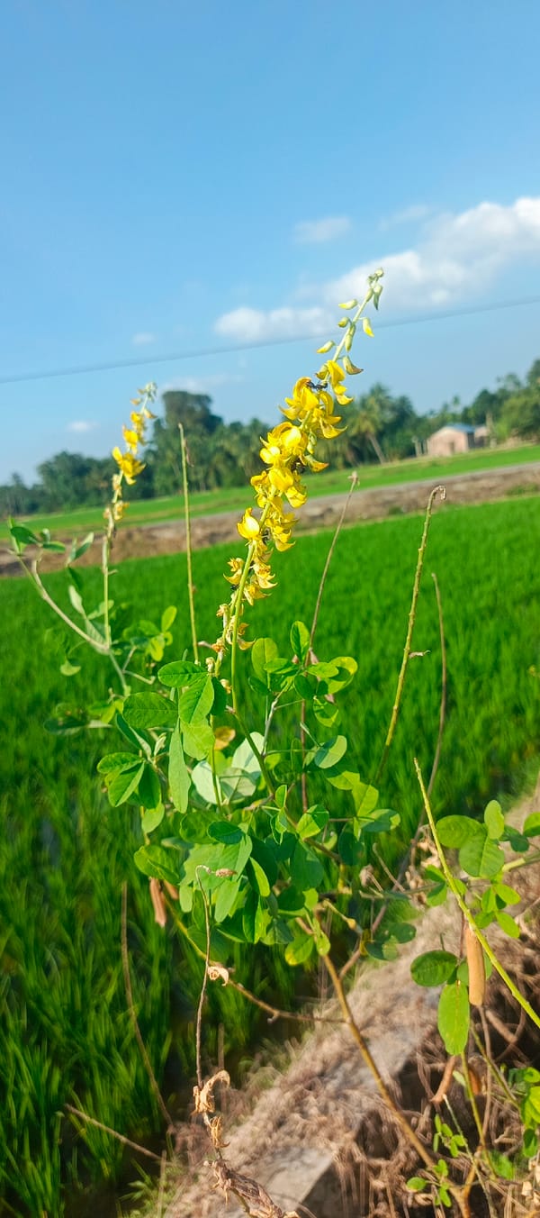 Backyard flora in rural Indonesia on a clear morning