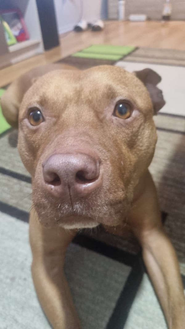 Dog Spotted Wearing Sunglasses While Resting Indoors