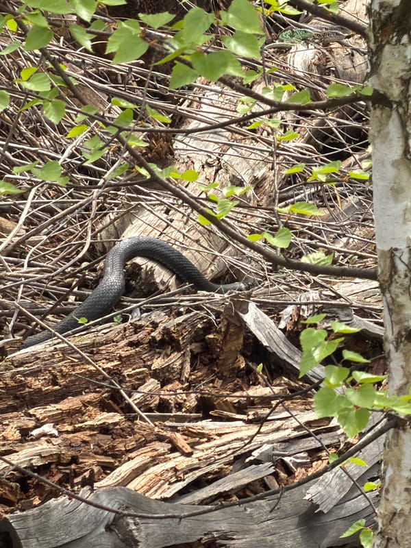 Snake spotted moving through forest near Прикамский, Russia