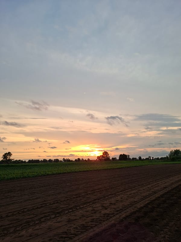 Cucumber harvest on the farm at golden hour