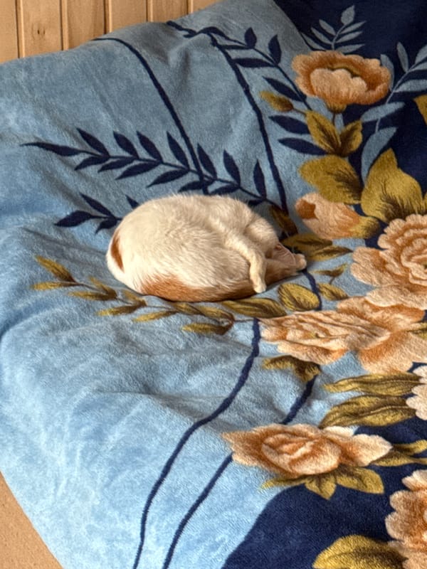 Guinea pig sleeps on floral blanket in Rusalevka