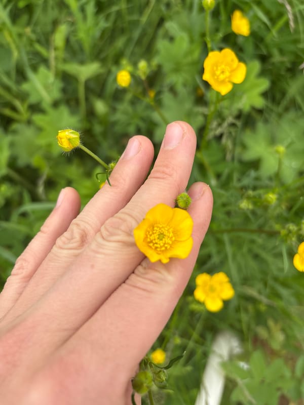 Witness documents wildflowers and nature scenes in Kurgan, Russia