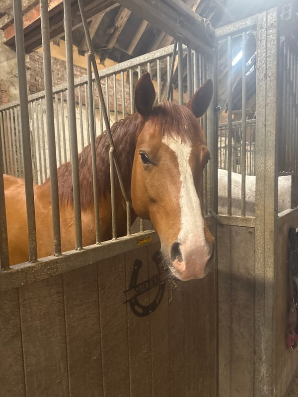 Horses observed in stalls during feeding time in Belgium