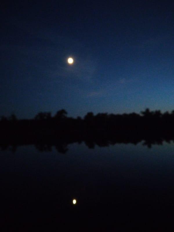 Midsummer evening by the Kyiv riverbank with dogs and dusk