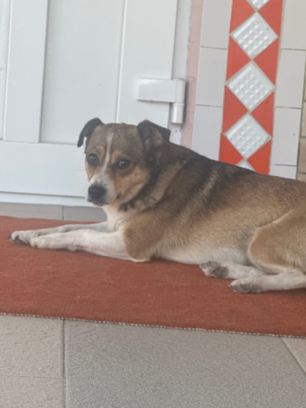 Dog resting on orange rug by a white door in Makiv