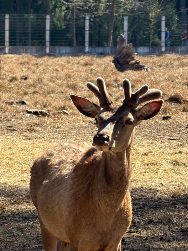 Wildlife documented at animal enclosure in rural Belarus