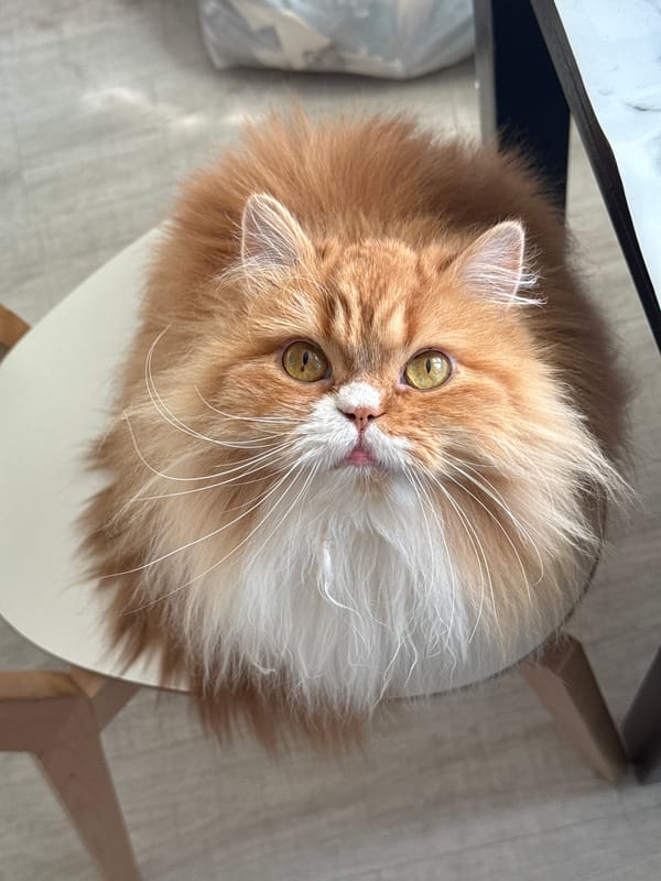 Persian cat photographed on chair in Krasnoyarsk