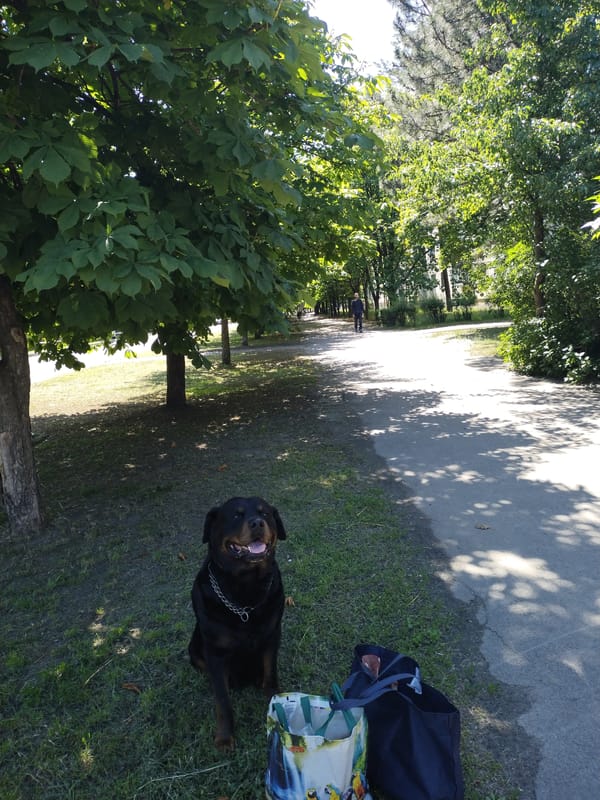 Morning garden walk documented in Horishni Plavni, Ukraine