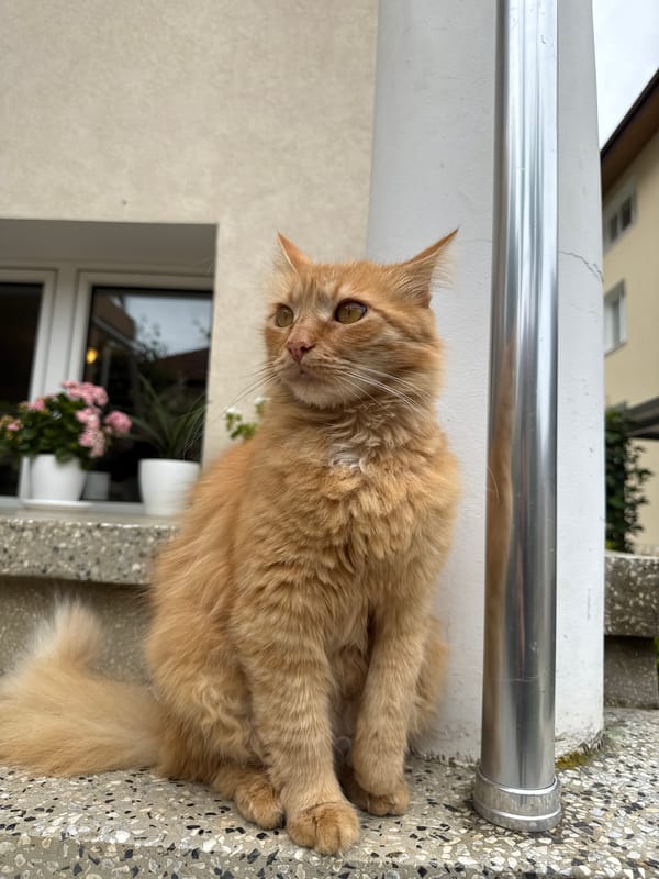 Afternoon pet moments captured in Berkovitsa, Bulgaria