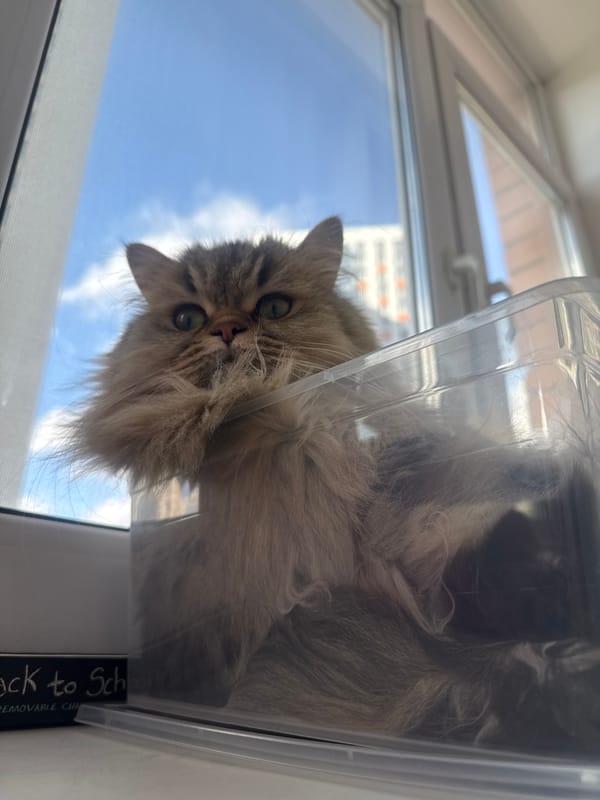 Cat sits in plastic container on Yekaterinburg windowsill