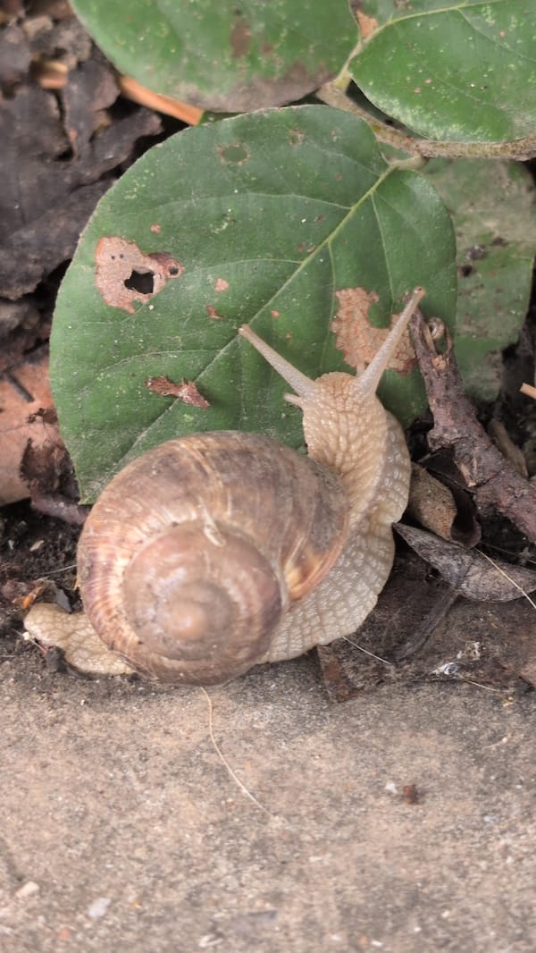 Roman snail up close on the streets of Izmail, Ukraine
