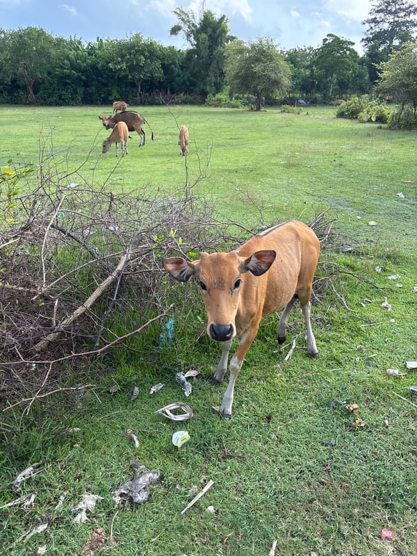 Cow grazes roadside in Ungasan, Indonesia