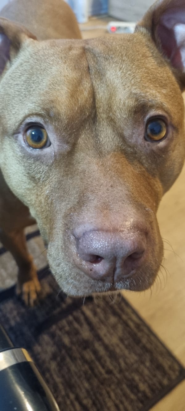 Close-up photos of alert tan dog captured in Sofia
