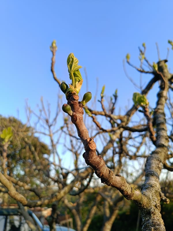 Spring blooms emerge on fruit trees in Abkhazia
