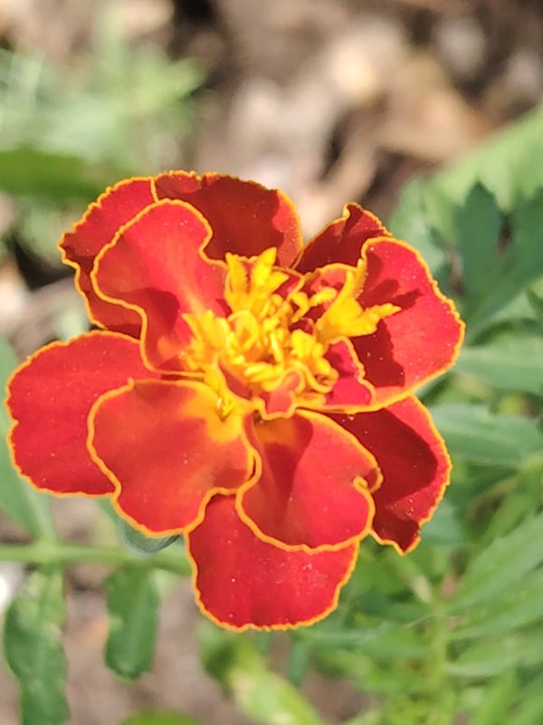 Close-up tour of a blooming Novosibirsk garden, summer morning