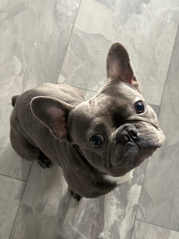 French Bulldog photographed in multiple poses in Ruse apartment