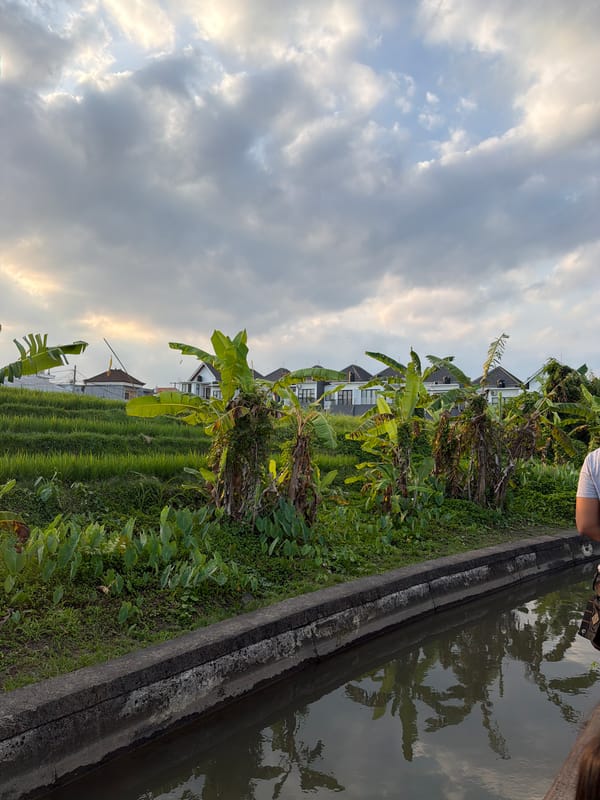 Rice paddies and canal paths on a cloudy Bali morning