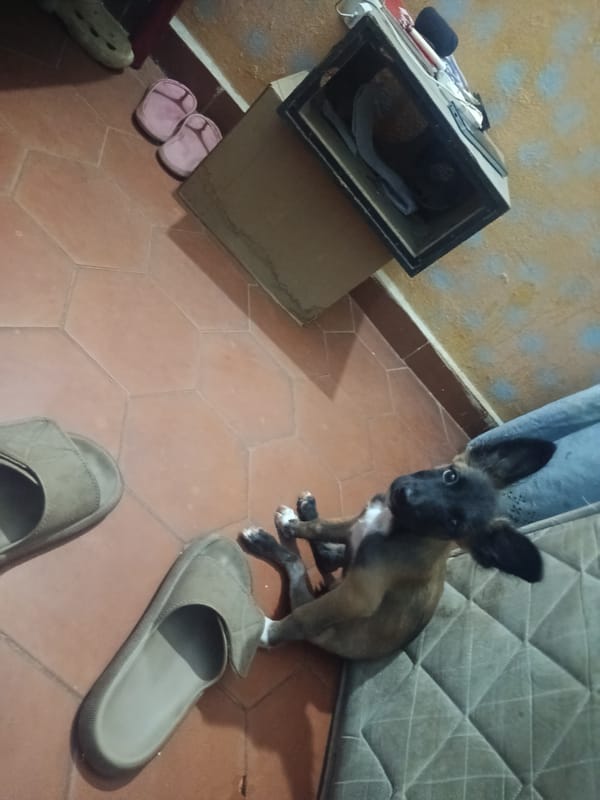 Pets observed at home in Juan Griego, Venezuela