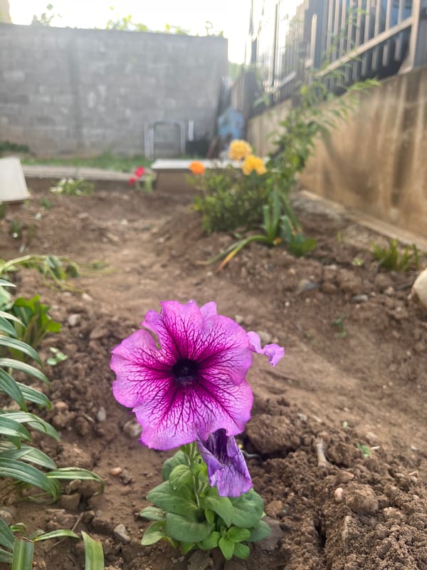 Spring Garden Tour and Drive Through Pokrovnik, Bulgaria